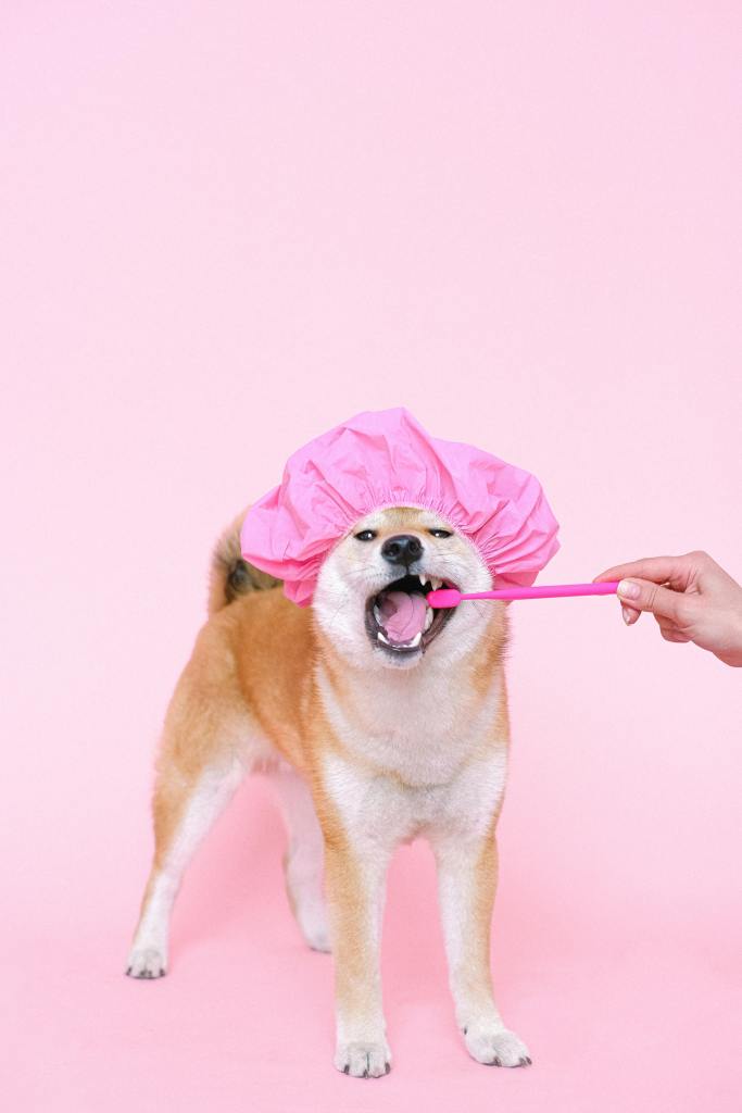 Stock image of a dog with a shower cap & a toothbrush.